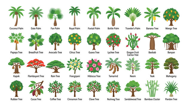 Educational chart featuring a collection of various tropical trees and palm species with their corresponding names written in english text