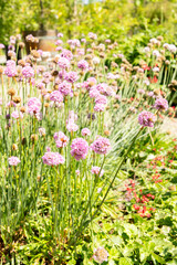Obraz premium Armeria Pseudoarmeria plant in Saint Gallen in Switzerland 15.6.2026
