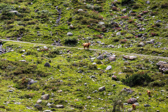 Highland cattle grazing on alpine mountain meadow trail, Austria, Tyrol, Zams, 29 June 2026