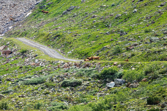 Mountain Cows Grazing on Alpine Slope with Gravel Path, Austria, Tyrol, Zams, 29 June 2026