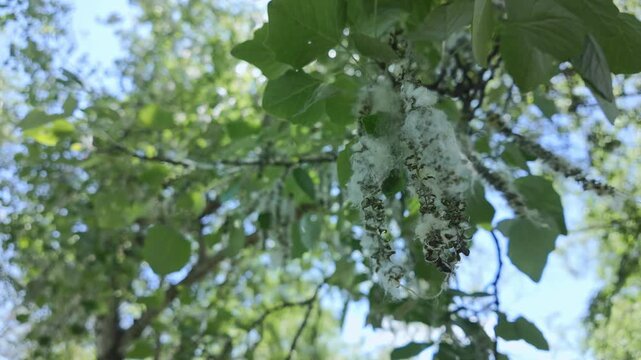 Close-up of blooming poplar Populus branches with fluffy white cotton-like catkins in focus, while lush green tree foliage is softly blurred in background against bright blue sky, bottom-up view