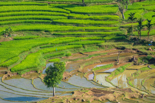 rice terraces in payakumbuh west sumatera