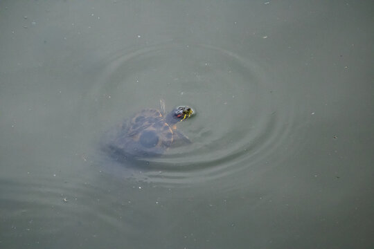 Red-eared slider turtle swimming in murky water creating ripples