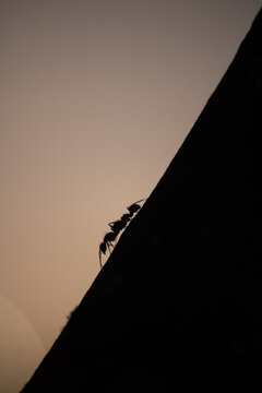 Silhouette of ants climbing up a dark diagonal surface against a bright background