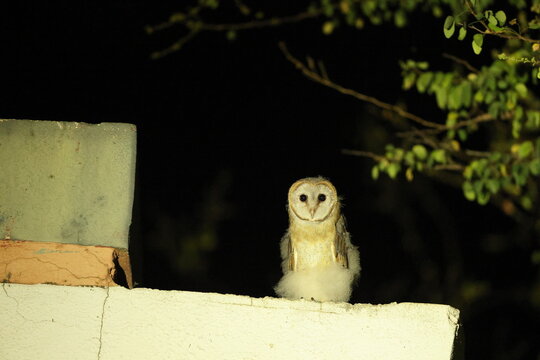 Eastern barn owl (Tyto javanica stertens) in west India.