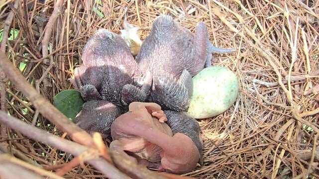 Newborn  house crow baby birds in nest with unhatched egg, tiny featherless hatchlings in straw nest, wild bird offspring in natural habitat