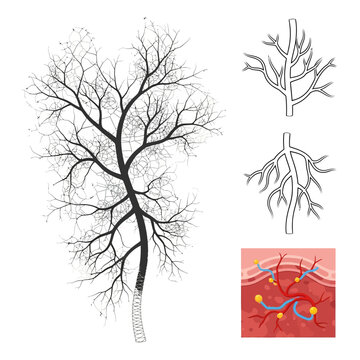 Anatomical branching vascular tree vector showcasing human circulatory system arteries veins and capillary vessels for medical biology education