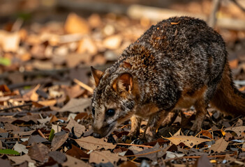 Fototapeta premium Small gray fox foraging on a forest floor covered with dry autumn leaves in natural habitat, the animal is exploring its natural habitat, searching for food among the fallen foliage