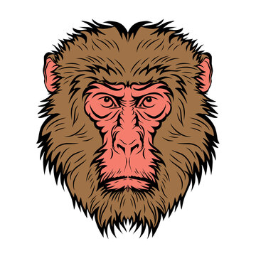 ​Japanese macaque monkey head vector illustration snow monkey mascot badge t-shirt print design