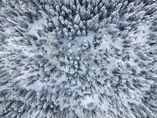 A high-angle aerial shot of a dense coniferous forest fully covered in fresh winter snow. © tai