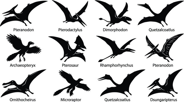 Flying Dinosaurs and Pterosaurs Prehistoric Birds Silhouette Vector Icons Set