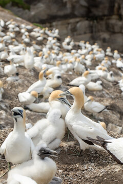 Australasian gannet colony with adult birds and chicks on rocky coastal cliff