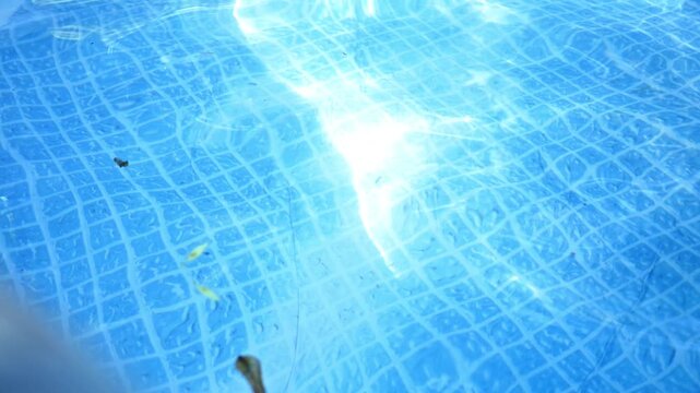 Pool Series - Leaves Floating Around Pool with Blue Water.