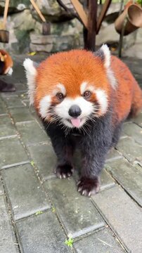 Red panda walking slowly across a wet stone patio in this high definition motion footage capturing natural animal behavior in a beautiful outdoor zoo enclosure