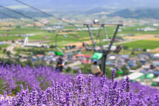 北の大地に咲く紫の絨毯