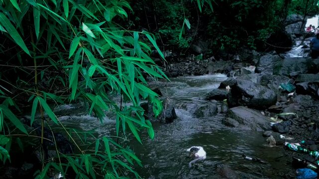 water stream flowing in the forest at the bhivpuri waterfall in karjat in maharashtra in india.