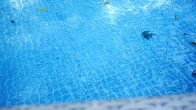 Pool Series - A Net Scoops Up LEaves in Pool.