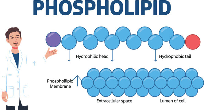 Phospholipid Structure and Cell Membrane Diagram Showing Hydrophilic Head, Hydrophobic Tail, Phospholipid Bilayer, and Plasma Membrane Organization for Biology Education