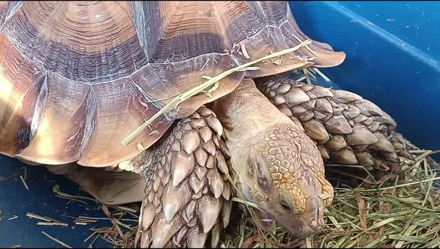 Close-up of a sulcata tortoise with scaly legs and brown shell eating hay inside a blue plastic container.