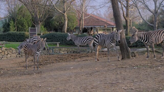 Portrait of group of cute zebras walking at farm, zoo in Bursa, Turkey. Autumn time, daylight. Farming, livestock, animal and exotic concept