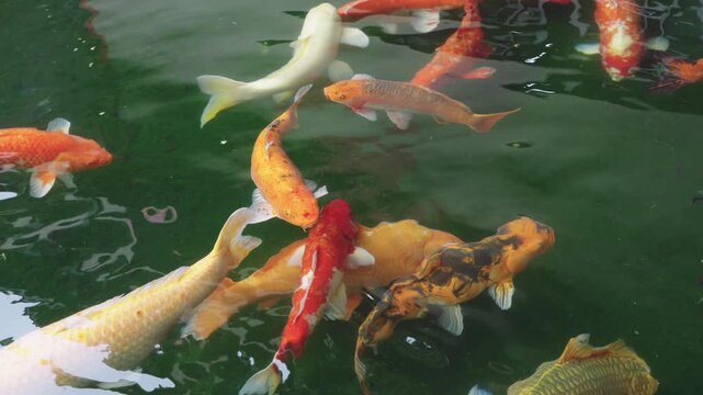 Vibrant koi fish swimming in a tranquil garden pond. Beautiful orange, white, gold, and spotted Japanese carp in dark green water. Peaceful aquatic life scene for nature and landscaping concepts.