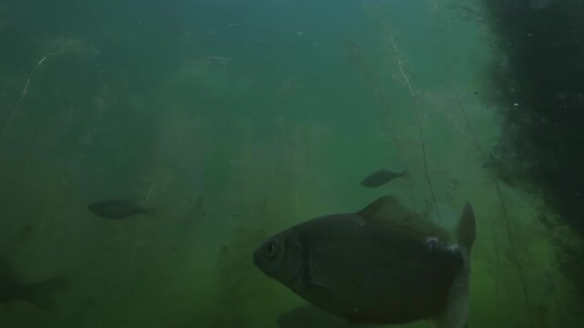 In freshwater swamp shows carps swimming among vertical stems of Potamogeton pondweed and bushy Ceratophyllum demersum plants, soft light filters down through murky, green-tinted water