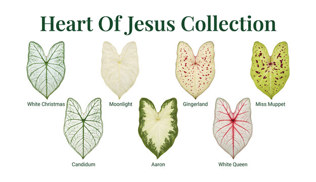 Heart of jesus caladium leaf collection set, realistic transparent and cream foliage design elements isolated on transparent