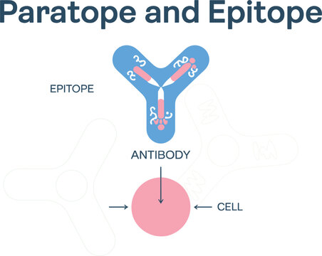 Paratope and Epitope Immunology Diagram Showing Antibody Antigen Binding Site, Immune Recognition, and Adaptive Immune Response for Medical Education