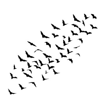 Flock of small black bat silhouettes flies across a pure white background, creating a dynamic diagonal pattern.
