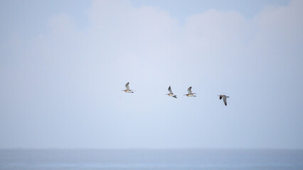 Naklejka premium Flock of Eurasian whimbrels flying over a calm ocean during coastal migration with copy space