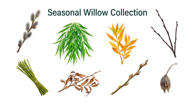 Seasonal willow collection set with spring pussy willow summer green and autumn golden twigs isolated on transparent