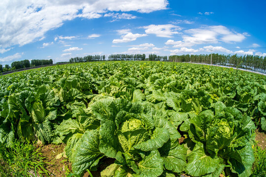 The cabbages in the field are under the blue sky and white clouds.