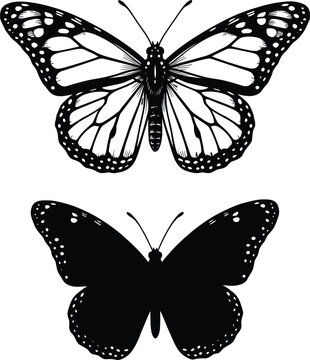Monarch butterfly vector duo showcasing detailed line art pattern wing details alongside solid black matching graphic silhouette shape