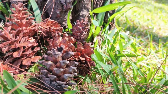 Footage Casuarina Fruit On Windy Grass Field