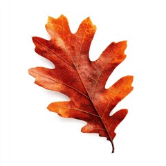 Fototapeta premium Vibrant autumn oak leaf isolated.
