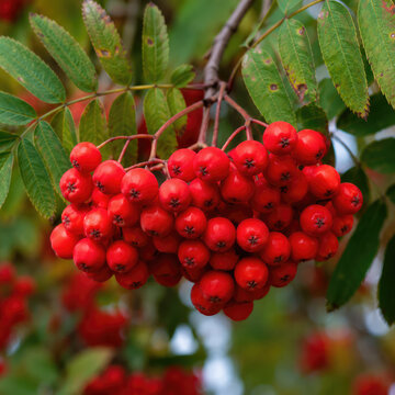Bright Red Rowan Berries Growing on Tree Branch in Autumn