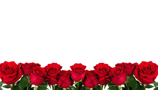 Red roses border arrangement featuring beautiful blooming flowers with green leaves and stems isolated for romantic holiday greeting card design elements&nbsp;