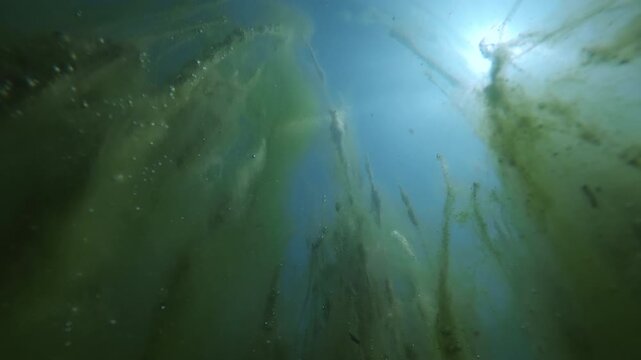 Ethereal low-angle underwater view looking up at long, vertical strands of green filamentous algae reaching all way toward bright, sunlit surface of freshwater marsh ecosystem against vivid blue sky
