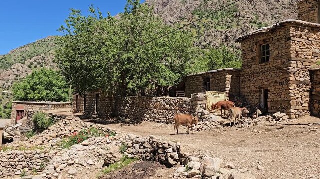A sun-drenched stone mountain village unfolds beneath towering rocky peaks, a lush green tree shading rustic stone walls where calves wander nearby
📍 AbbasAbad, Hawraman Takht, Kurdistan 