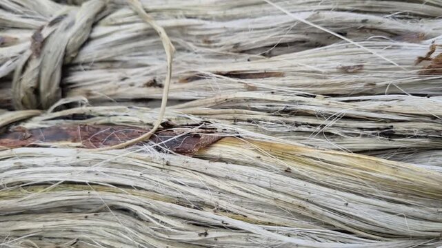 Macro Top Down View Of Wet Raw Jute Fiber Bundle Texture And Strand Pattern
