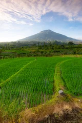 Fototapete Grün Scenic view of green rice fields terrace with majestic mount Sumbing under bright blue sky in morning light   © Ekhops