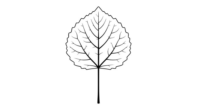 Black and White Aspen Leaf Outline Illustration on White Background