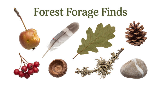 Forest forage finds set with crab apple feather leaves and pinecone realistic object collection on transparent