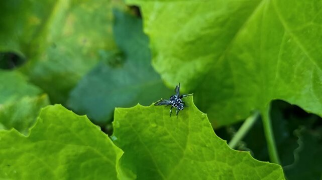 Small blue bee resting on large green leaf in garden insect nature wildlife macro pollinator