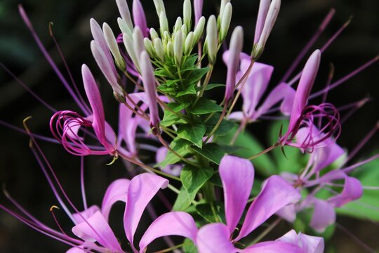 Macro shot of pink spider flower Cleome with buds and dark green background