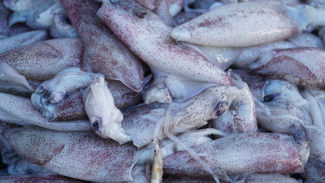 fresh squid caught by fishermen
