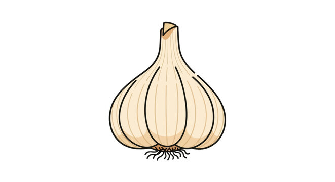 Whole garlic bulb with roots