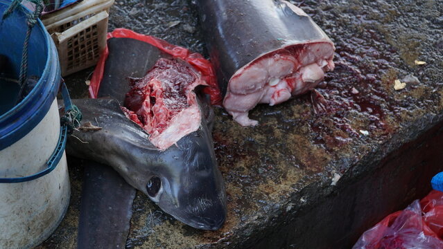 shark pieces at the traditional market