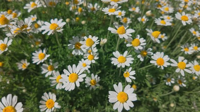 Top view, panning shot field of blooming wild chamomile flowers (Matricaria chamomilla) featuring white petals and vibrant yellow centers growing in dense green grass on bright sunny day, close-up