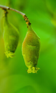 Close-up of the spindle-shaped green fruit of the wintersweet